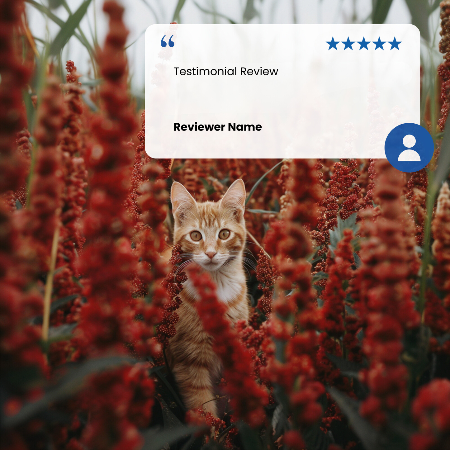 N&D Quinoa Urinary Adult Wet Cat Food