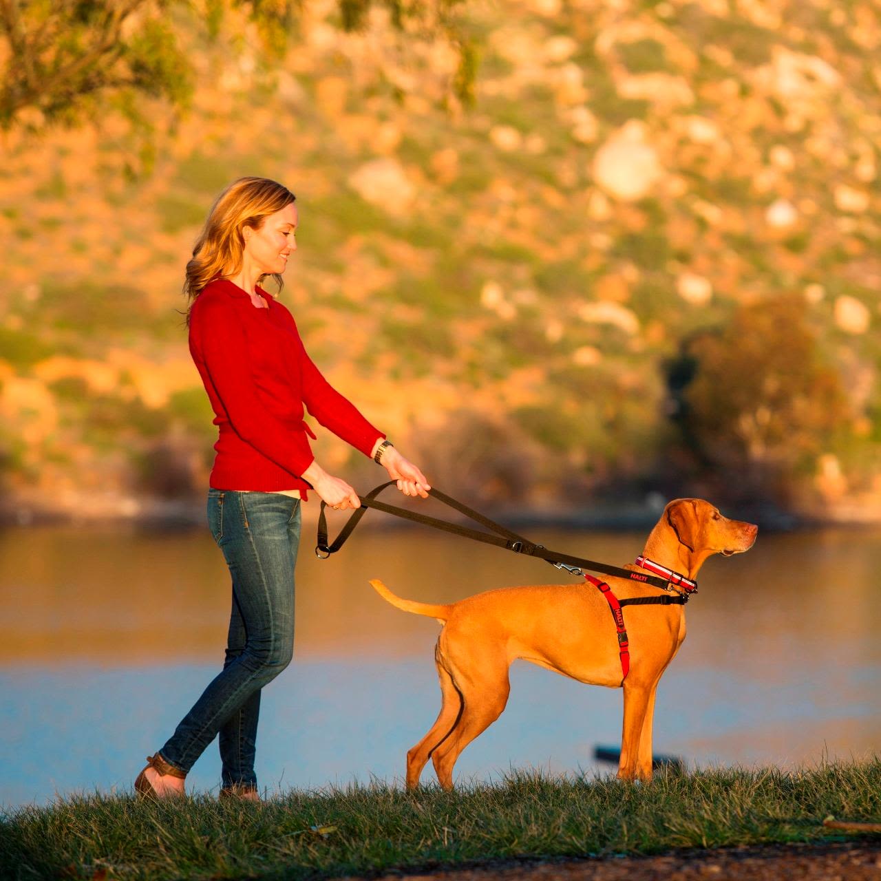 Halti Front Control Dog Harness in Black & Red