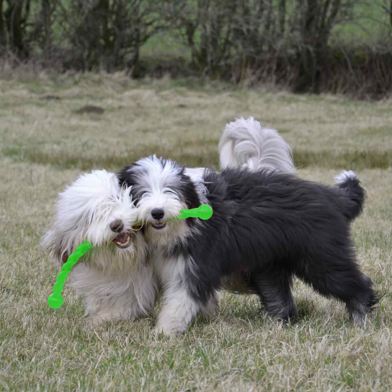 KONG Safestix Assorted Dog Tug Toy