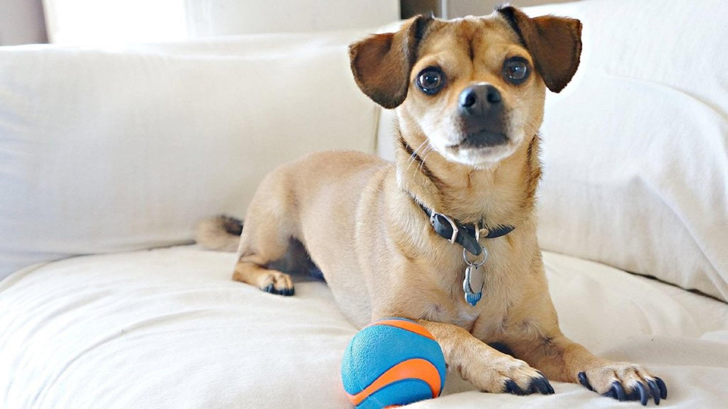 Chuckit Ultra Squeaker Ball for Dogs
