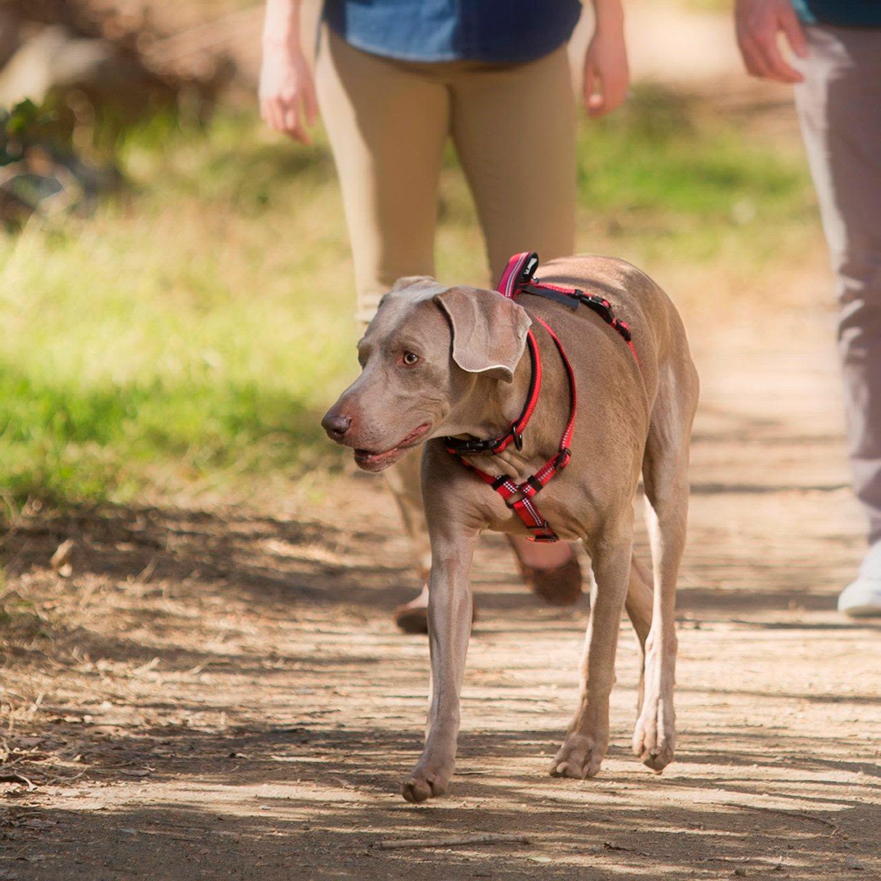 Halti Black Dog Walking Harness