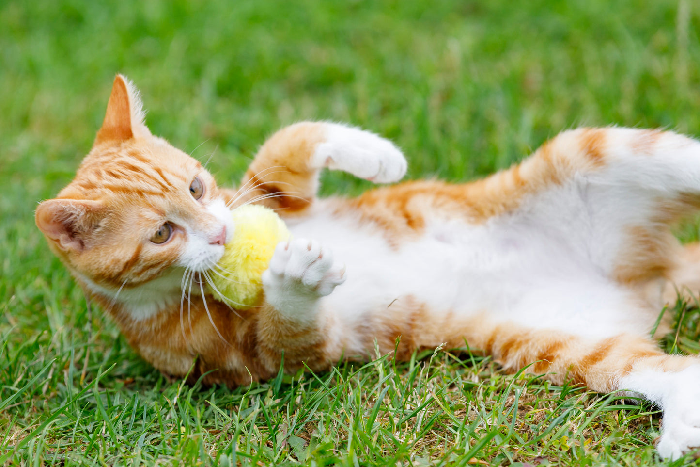 Little Petface Pom Pom Cat & Kitten Toys