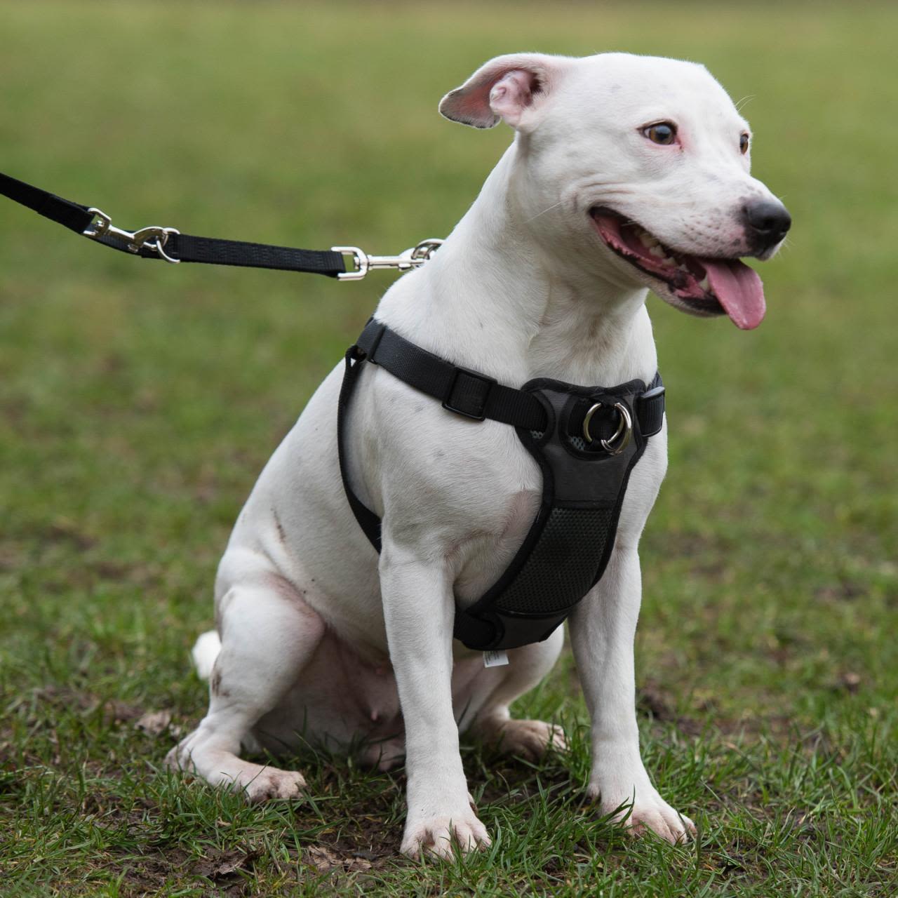 Rosewood Walk'n'Train Dog Front Control Padded Harness