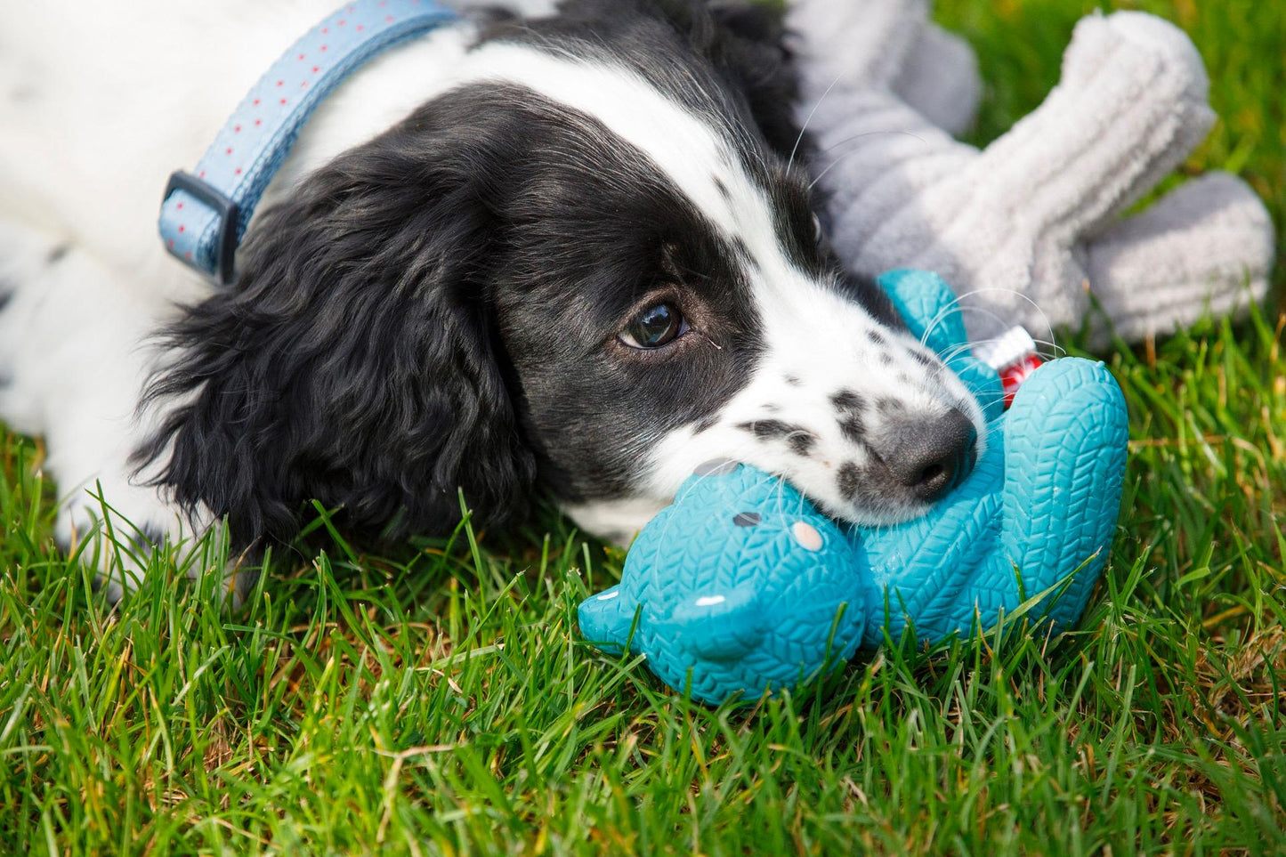 Little Petface Latex Teddy Bear Puppy Dog Toy in Blue