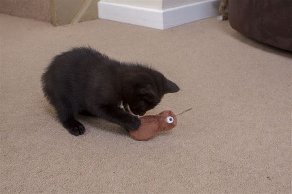 Ministry of Pets Konnie the Kiwi Catnip Tube Cat Toy