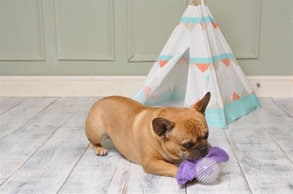 Ministry of Pets Bertie the Bat 2 in 1 Squeaker Dog Toy