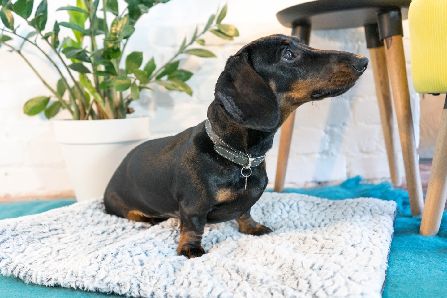 Dream Paws Self Heating Dog & Cat Mat With Soft Plush Cover - Grey