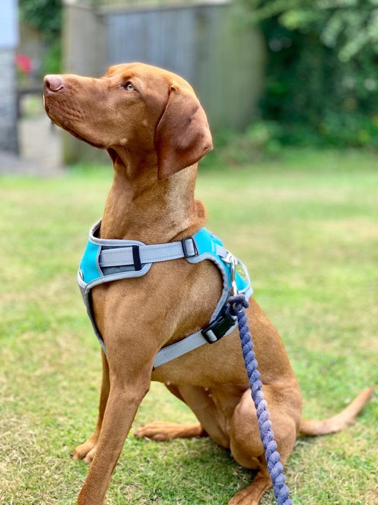 Henry Wag Blue/Grey Dog Travel Harness