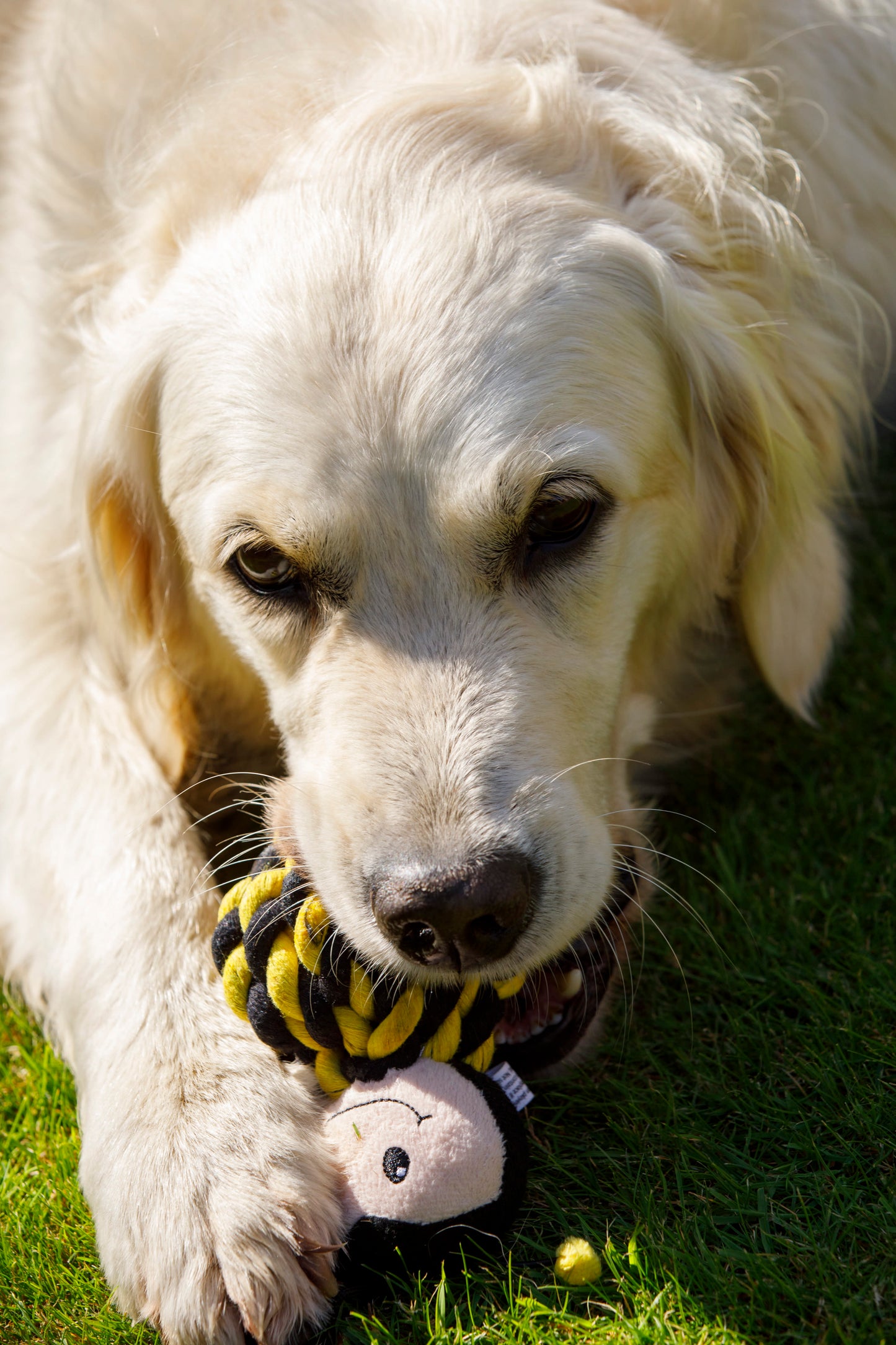 Petface Buddies Bert Bee Yellow & Brown Rope Ball Dog Toy