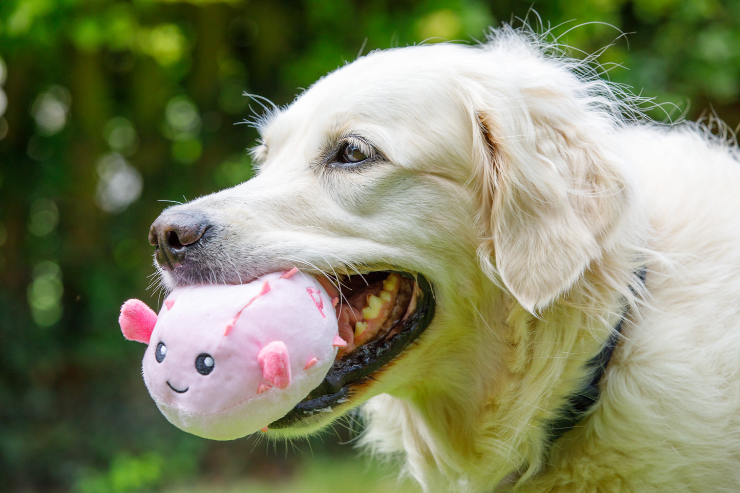 Petface Planet Pippa Puffer Fish Plush Pink Dog Toy
