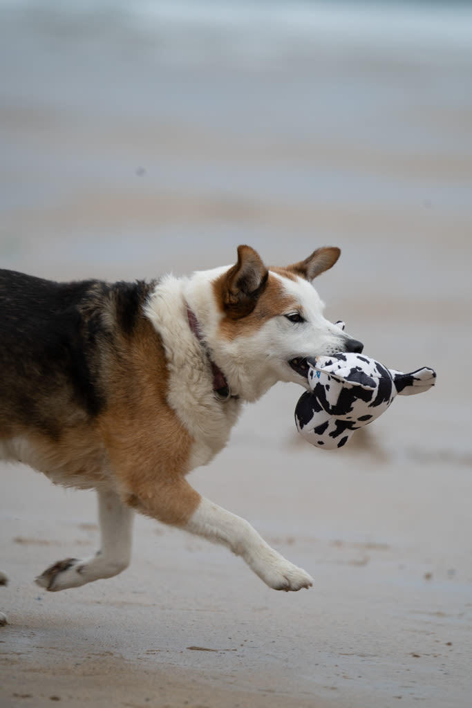 Petface Planet Ocean Cycle Sienna Seal Plush Black & White Dog Toy