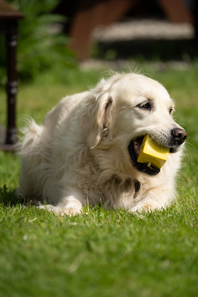 Petface Fondant Fancy Latex Yellow Dog Toy