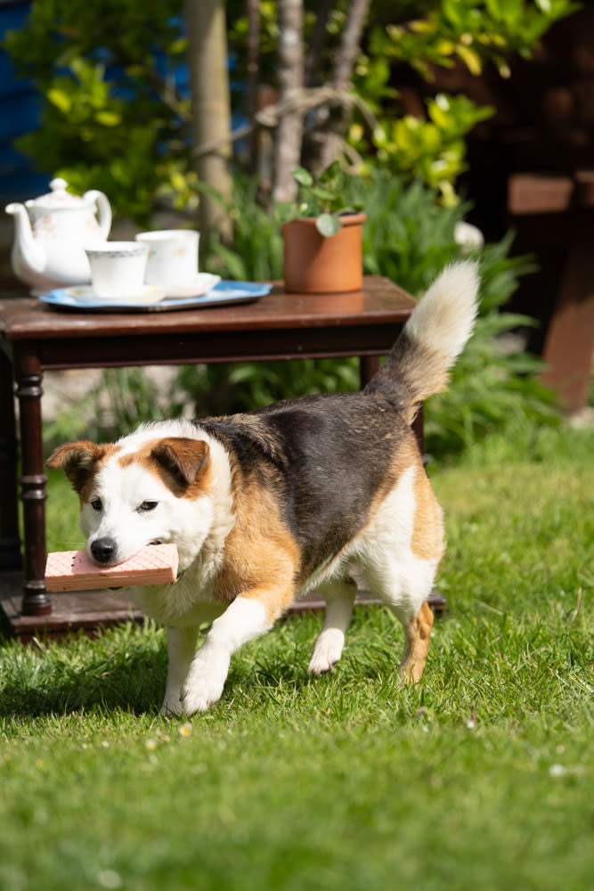 Petface Pink Wafer Latex Pink Dog Toy