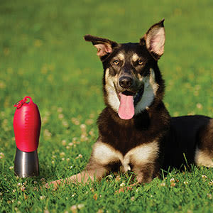 KONG H2O Stainless Steel Red Dog Water Bottle