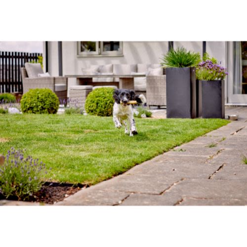 Yakers Adult Dog Chew Treats - Mint