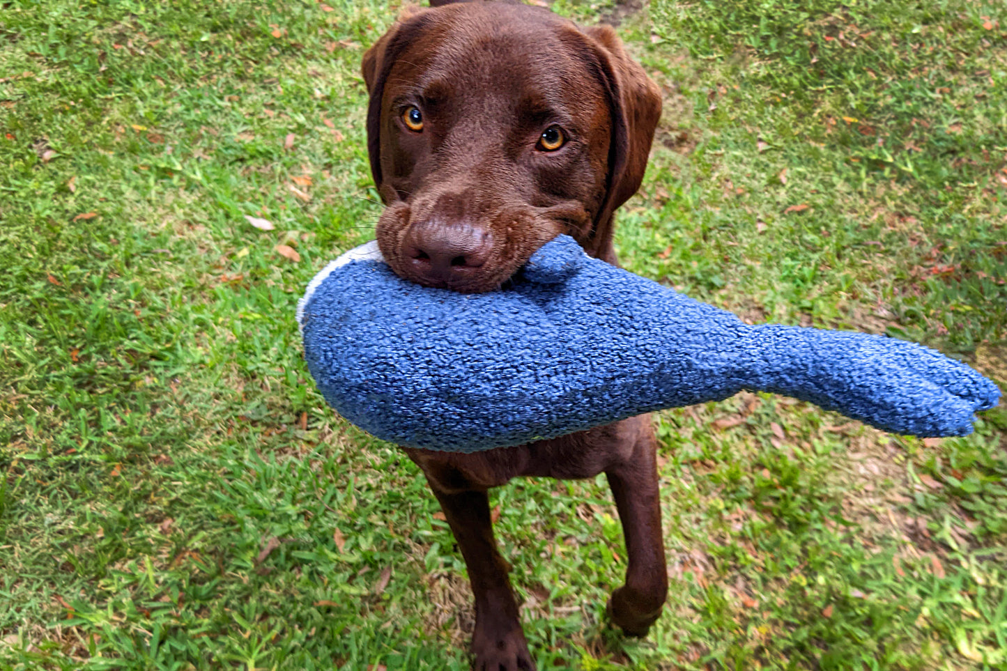 Tufflove Whale Squeaker Dog Toy
