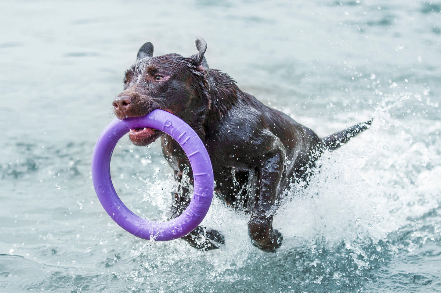 Collar Rubber Puller Dog Fitness Tool Standard