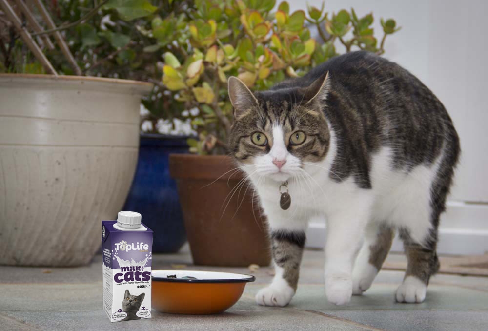 Toplife Formula Low Lactose Cows Milk for Cat