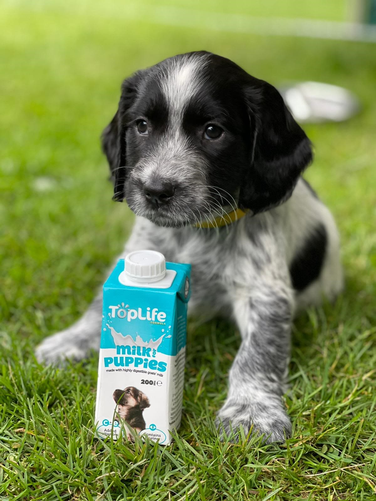 Toplife Formula Goats Milk for Puppy