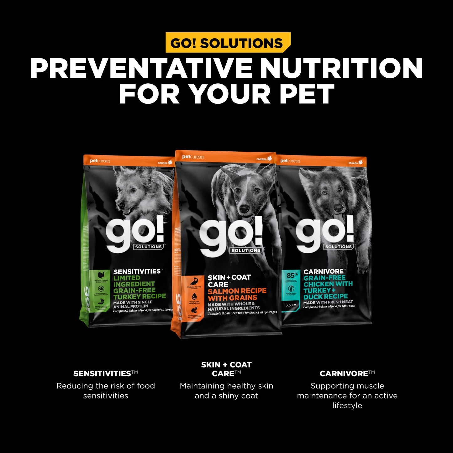 Go! Solutions Skin + Coat Care Salmon Recipe with Grains Dry Dog Food