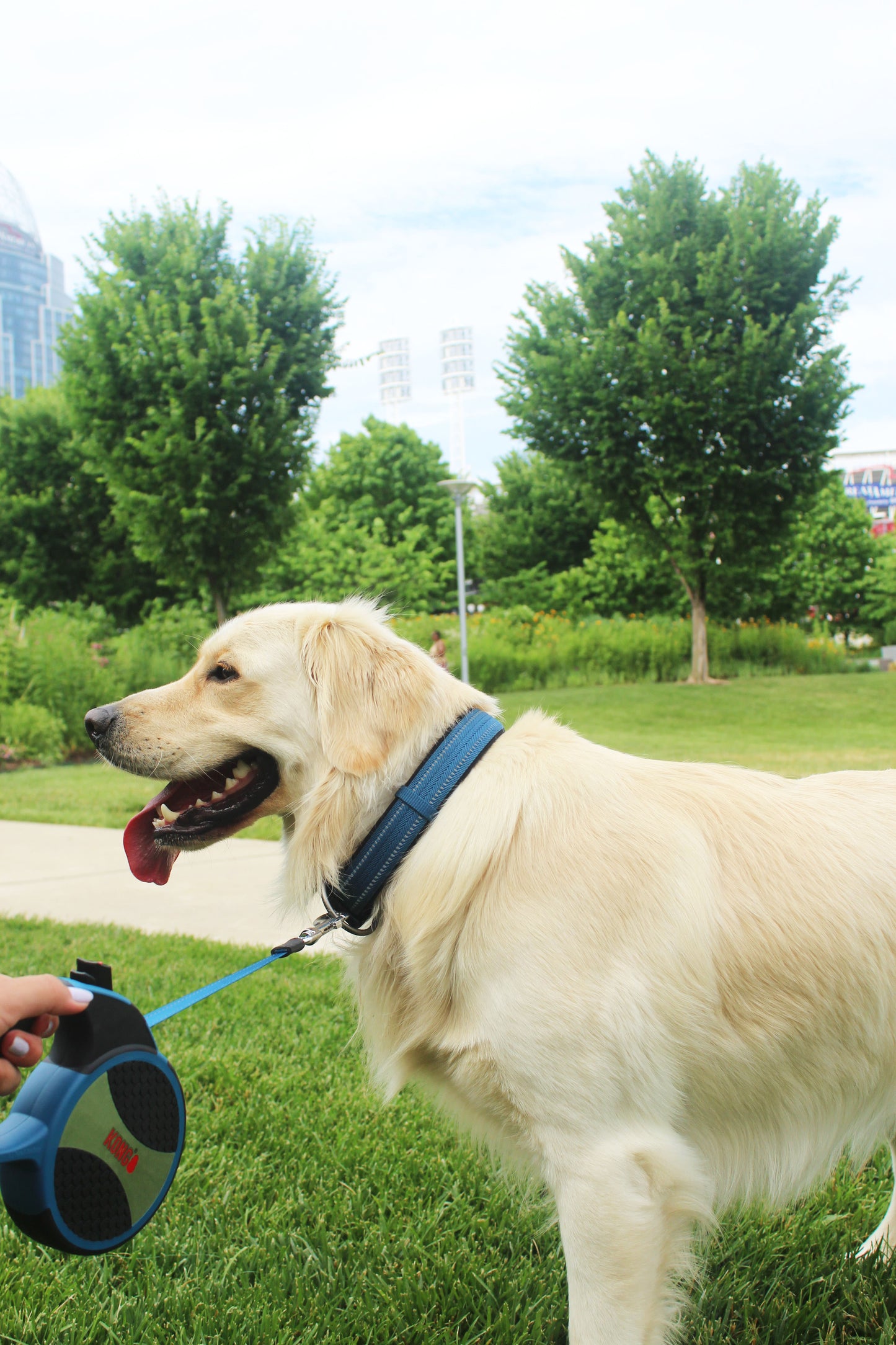 KONG Adjustable Blue Dog Collar