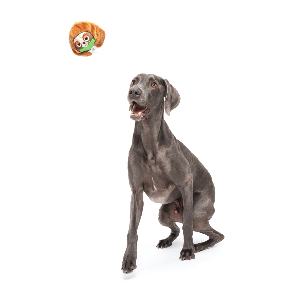 BARK Sonny The Sloth Dog Toy