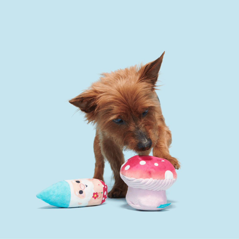 BARK Fun Guy Gnomie Homie Dog Toy