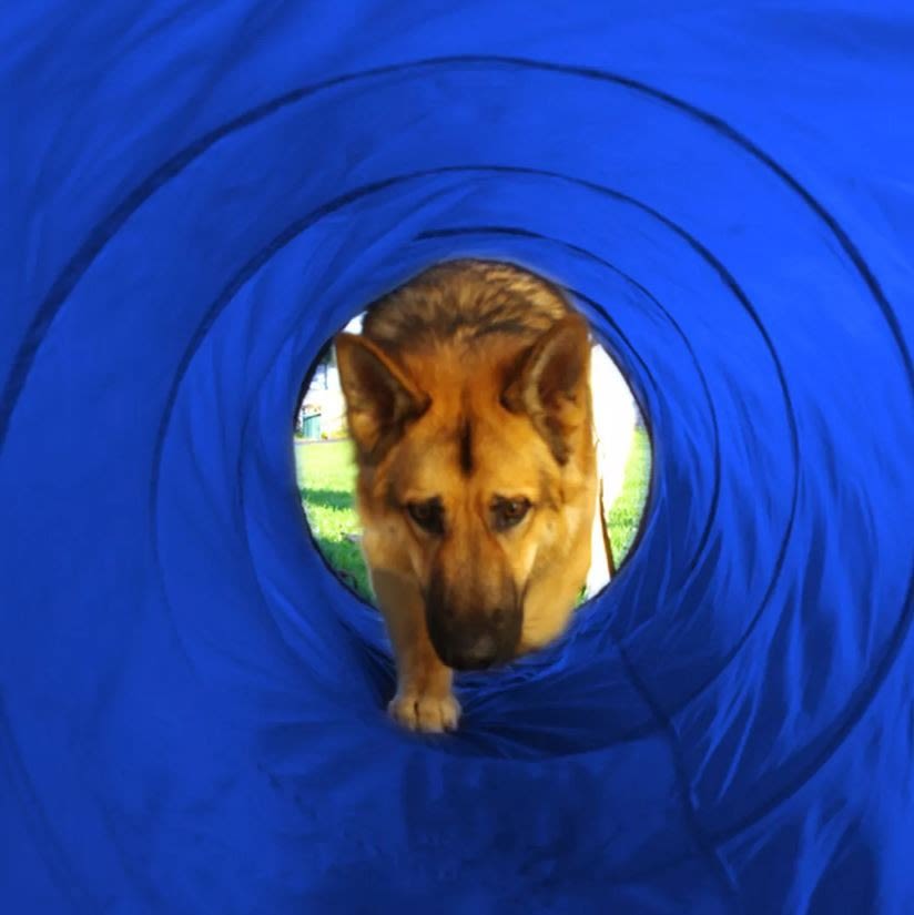 Pet Brands Agility Tunnel for Dogs