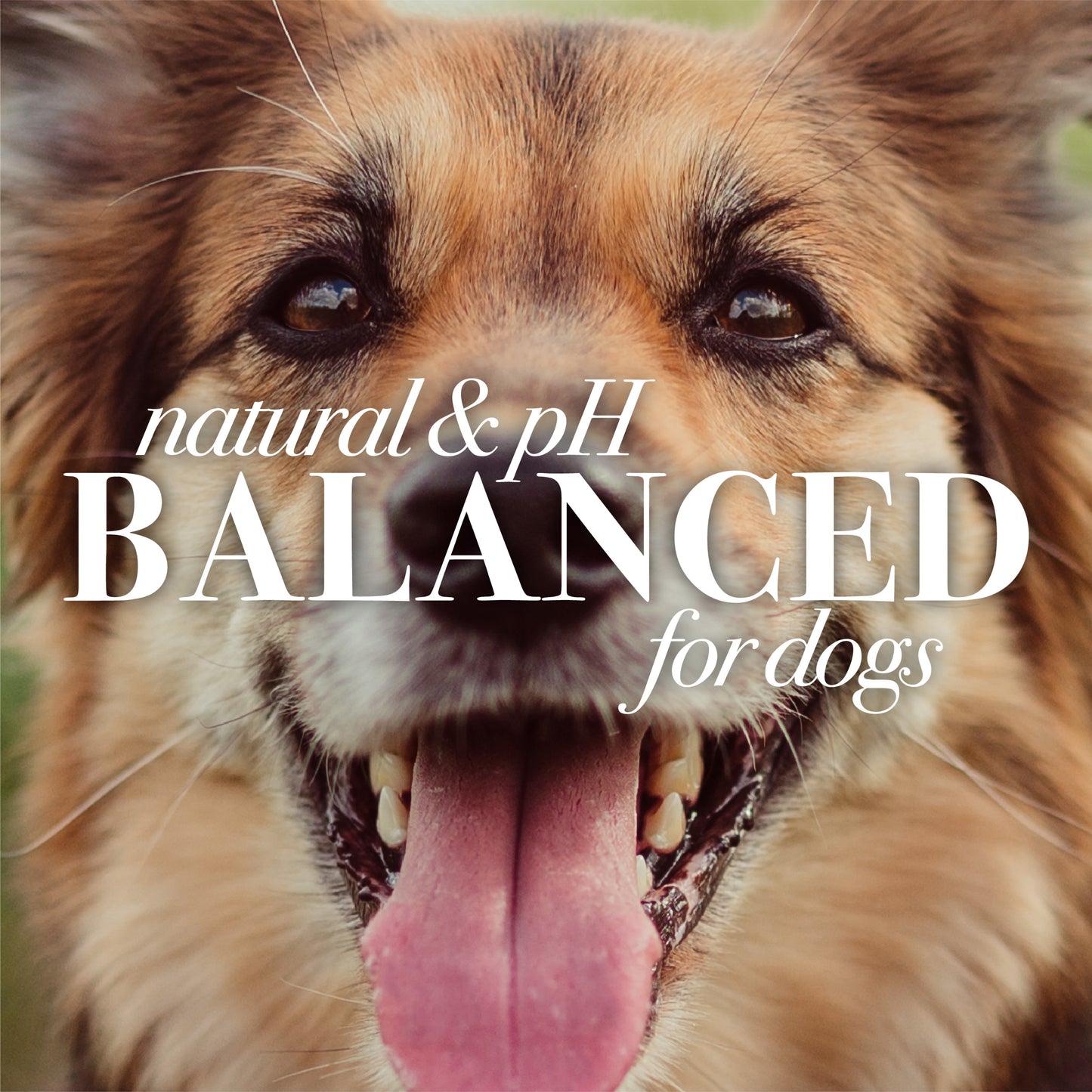 Burt's Bees Multipurpose Dog Wipes with Honey