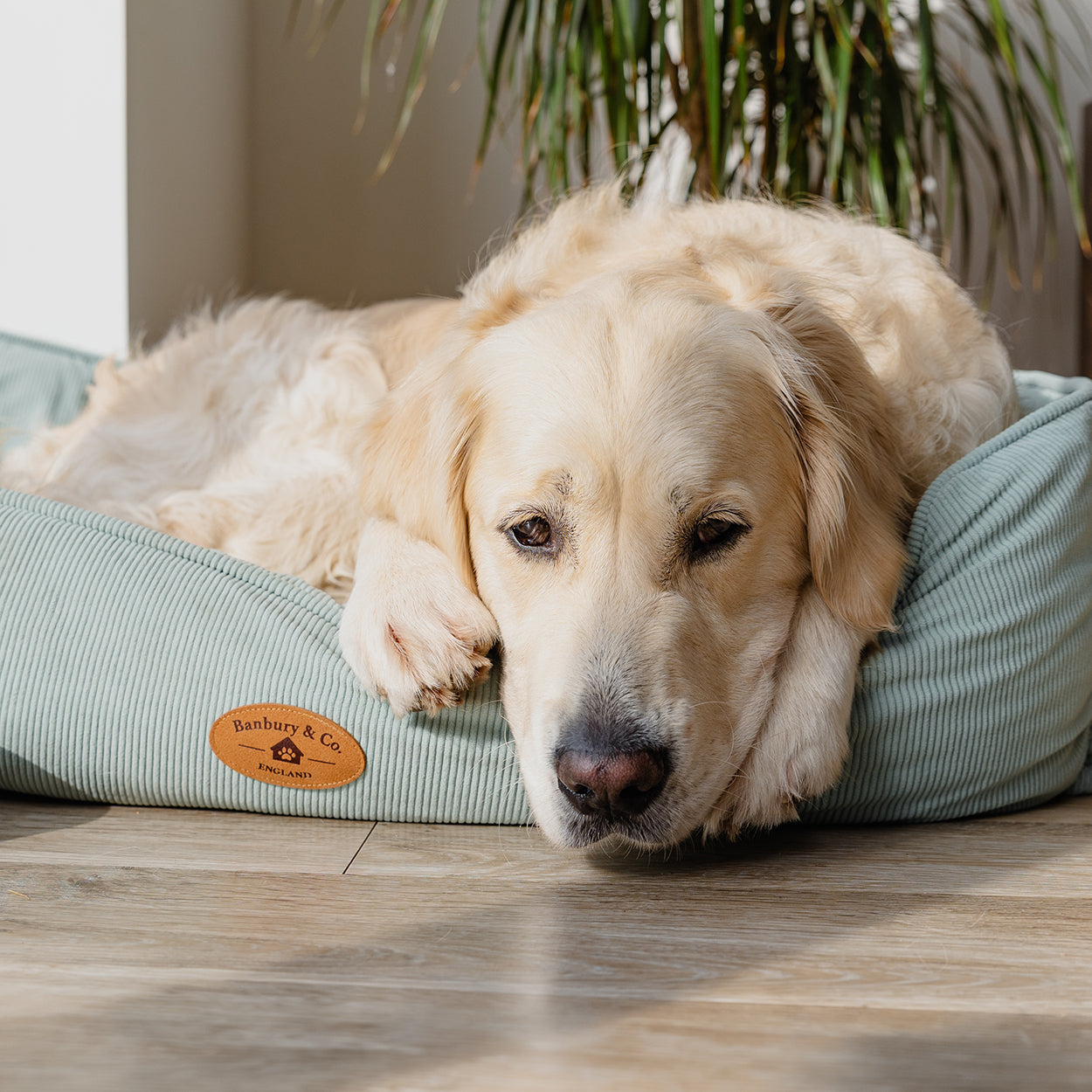 Banbury & Co Rural Retreats Seafoam Corduroy Box Dog Bed