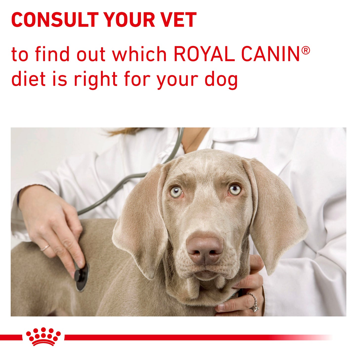 Royal Canin Dental Medium & Large Dog Adult Dry Dog Food