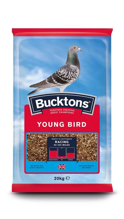 Bucktons Pigeon Young Bird