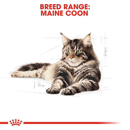 Royal Canin Maine Coon Adult Dry Cat Food - 400g