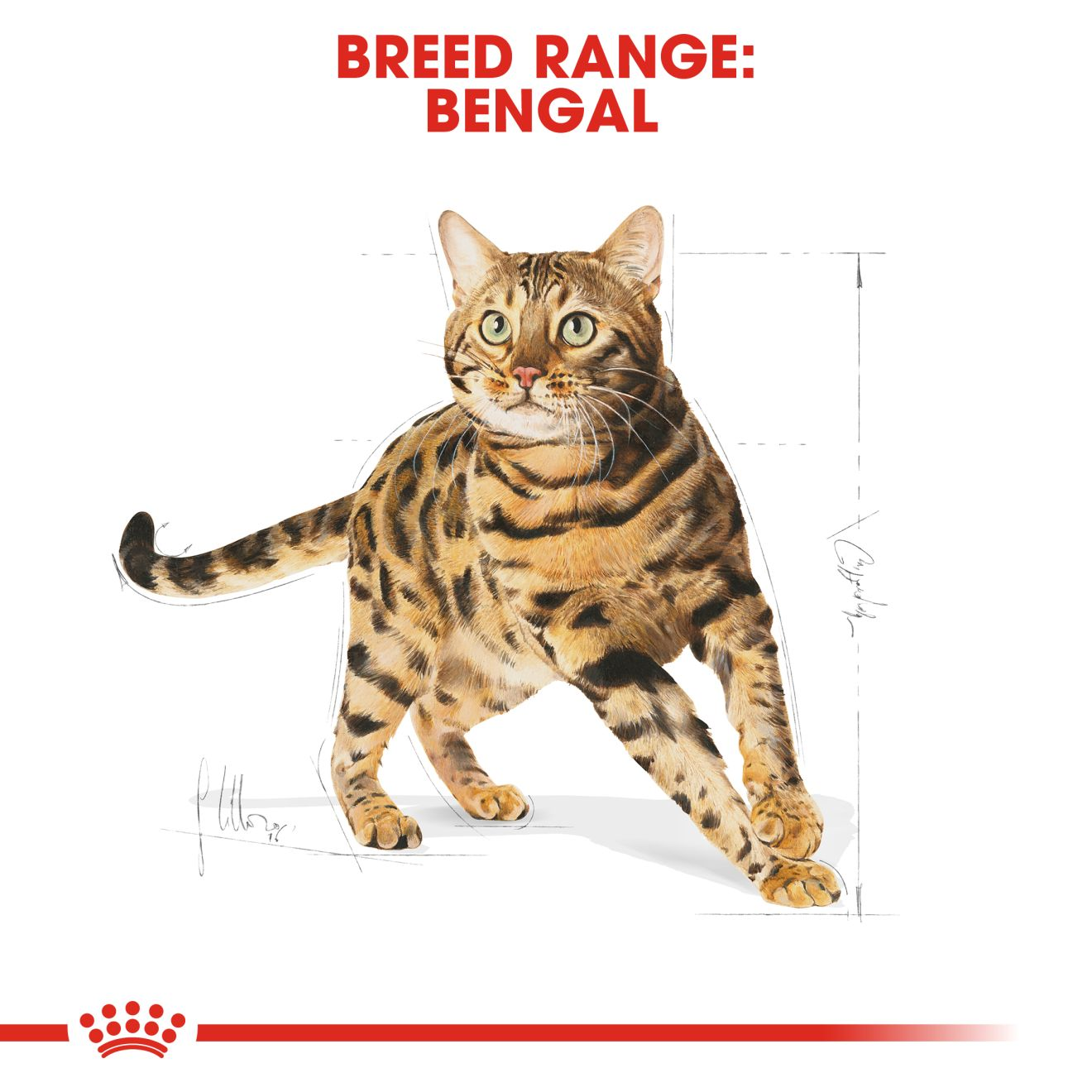 Royal Canin Bengal Adult Dry Cat Food - 400g
