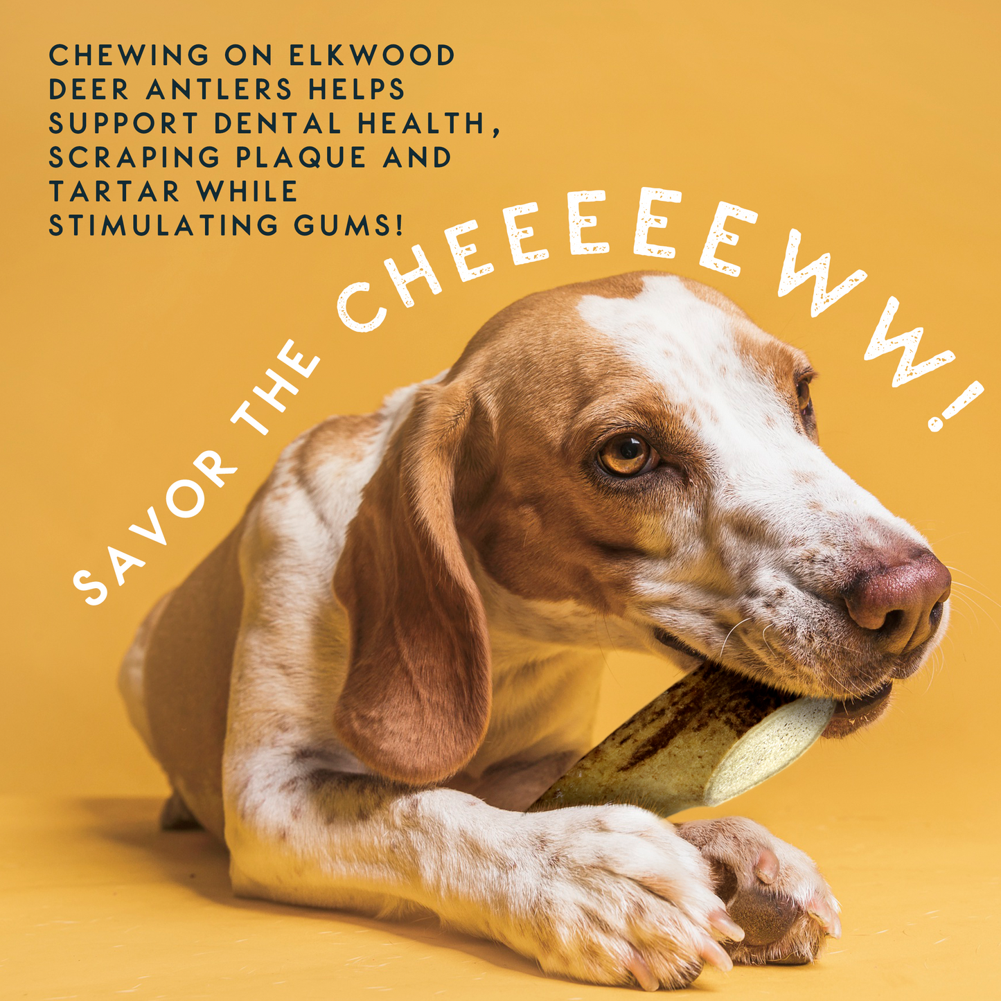 Elkwood 100% Natural Split Antler Chew | Medium