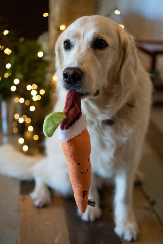 Lifestyle View of Petface Christmas Carter Carrot Dog Toy - One Size
