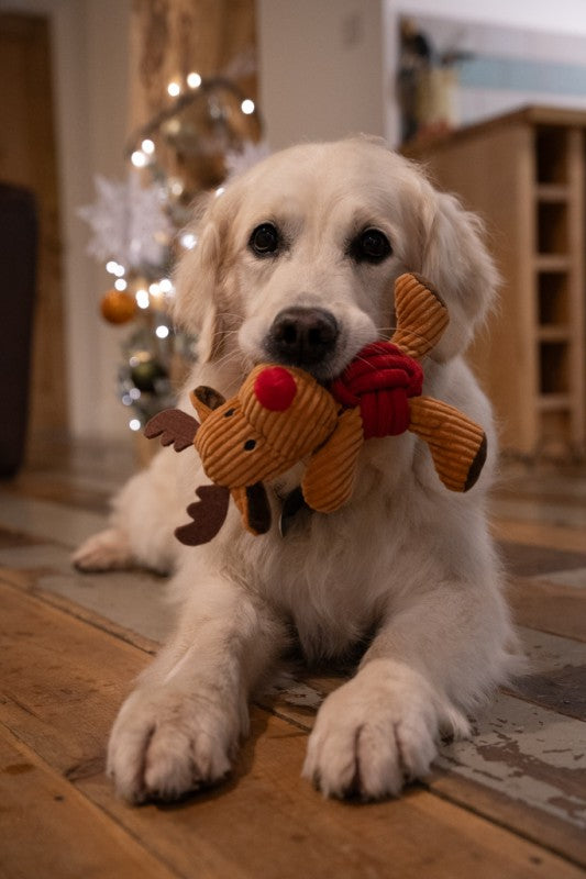 Lifestyle View of Petface Christmas Riley Reindeer Rope Ball Plush Christmas Dog Toy - One Size