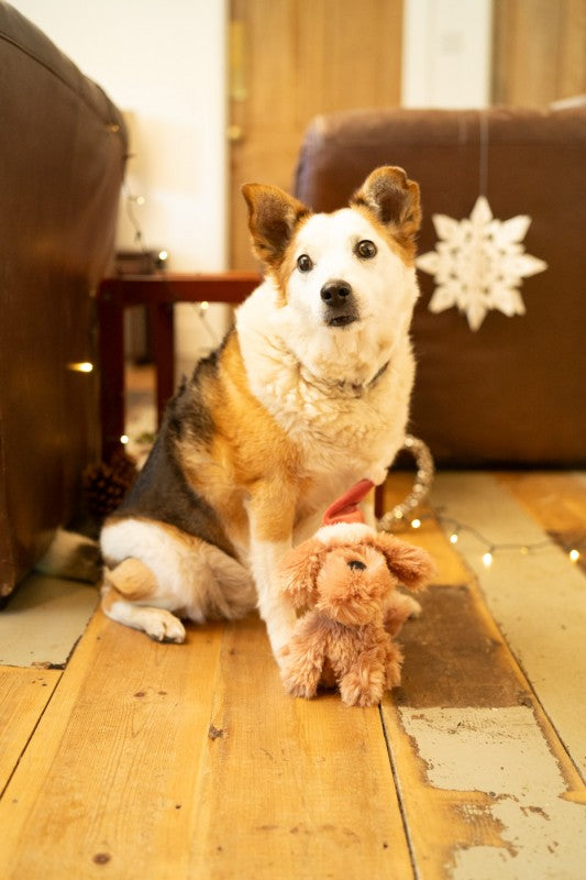 Petface Stella Scruffy Dog Plush Christmas Dog Toy
