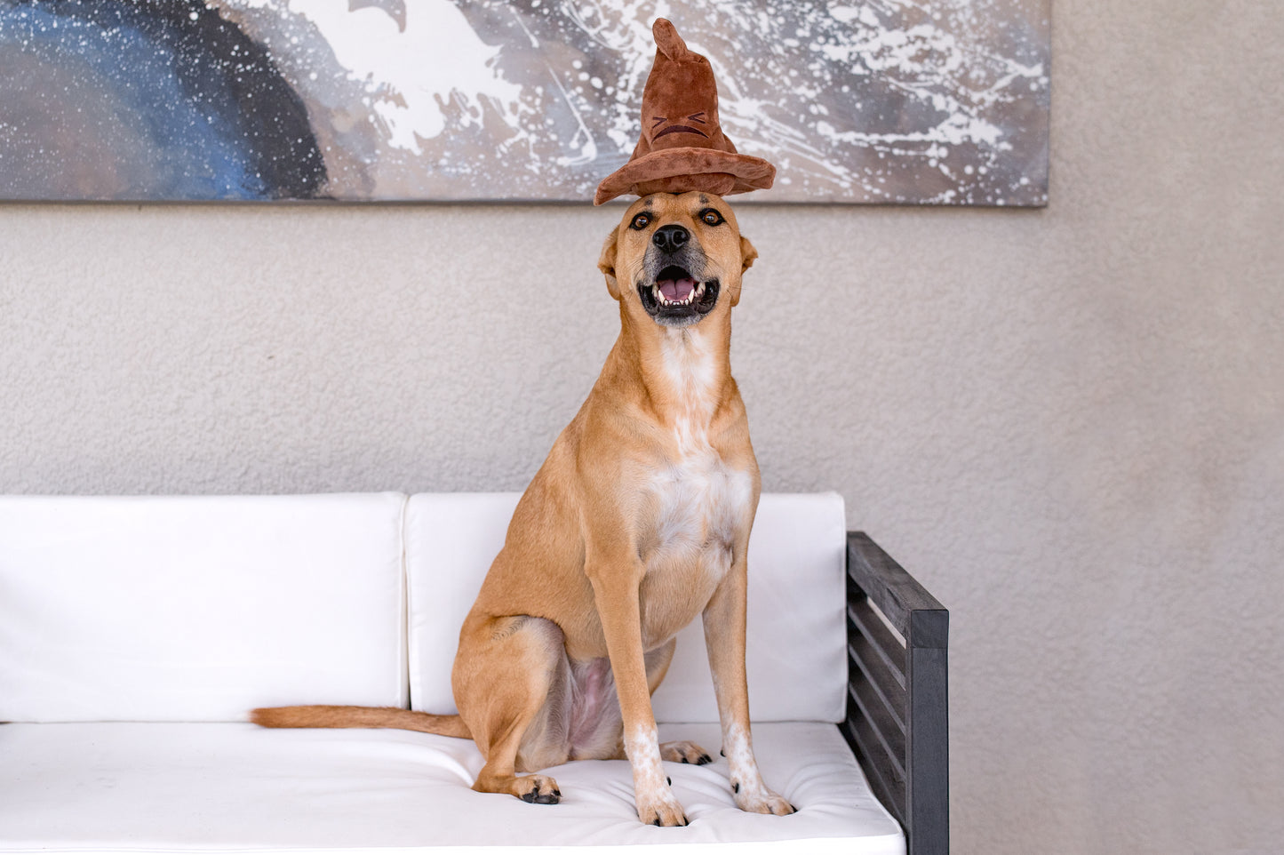 BARK X Harry Potter Sorting Hat Dog Toy