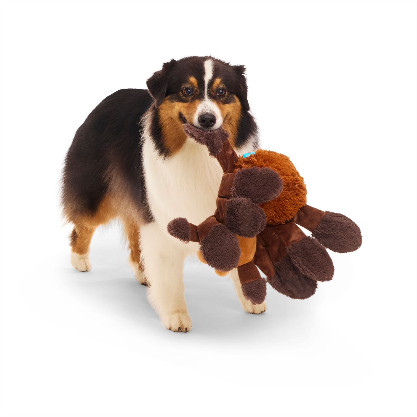 BARK X Harry Potter Aragog Dog Toy