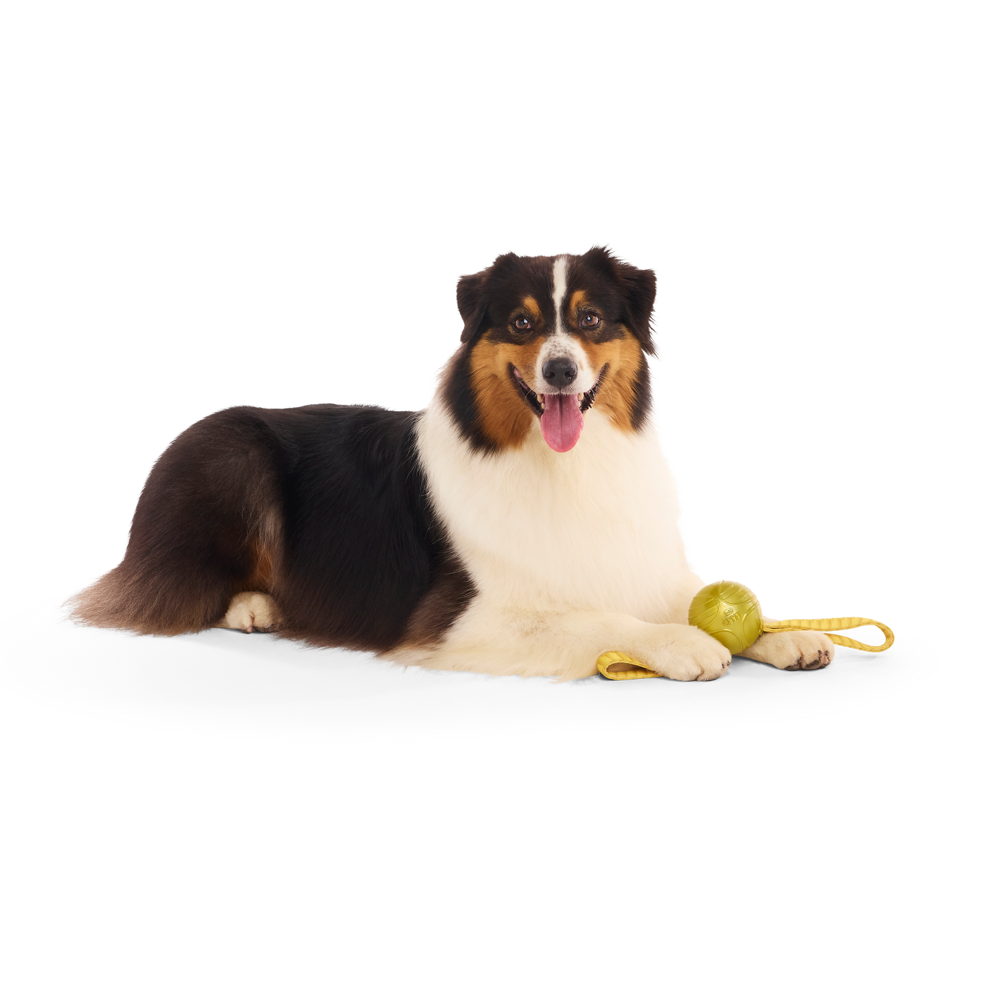 BARK X Harry Potter The Golden Snitch Dog Toy