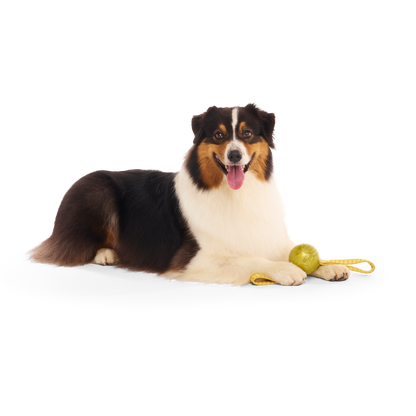 BARK X Harry Potter The Golden Snitch Dog Toy
