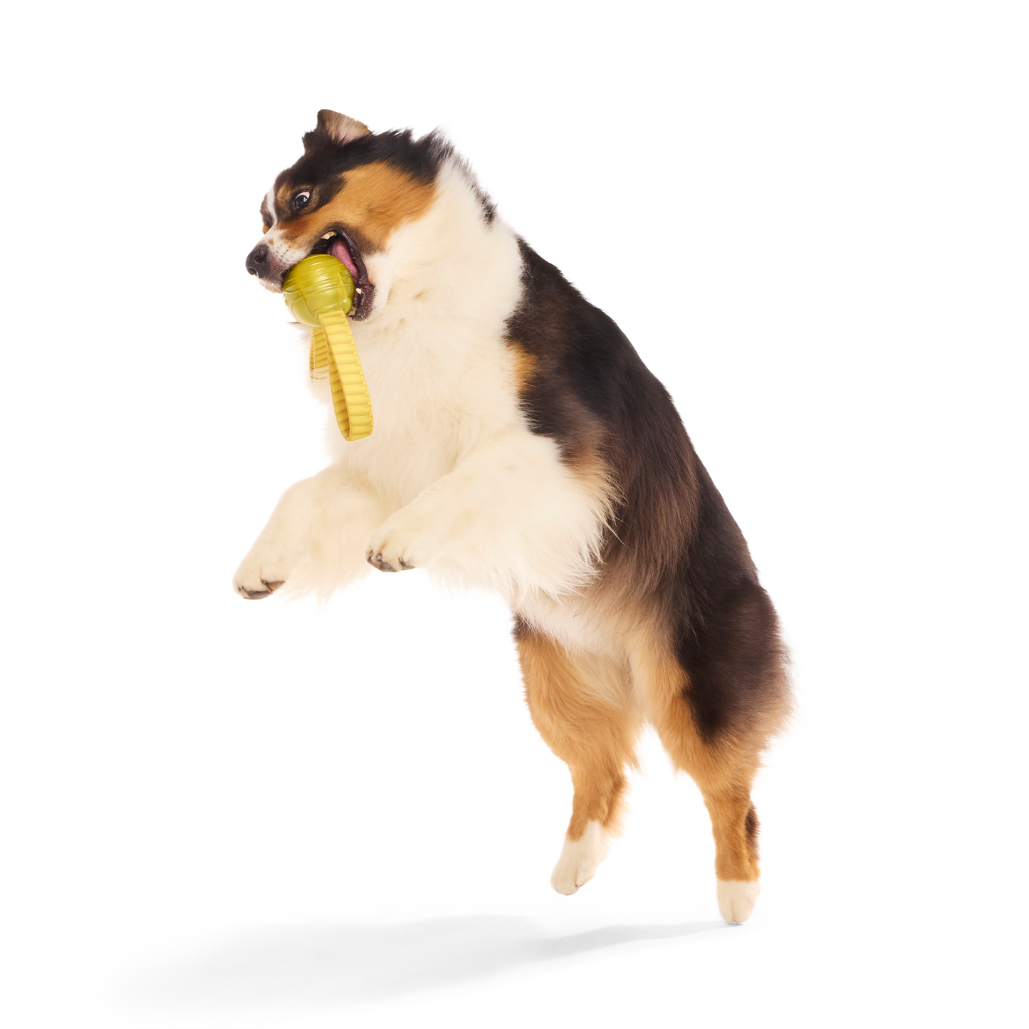 BARK X Harry Potter The Golden Snitch Dog Toy
