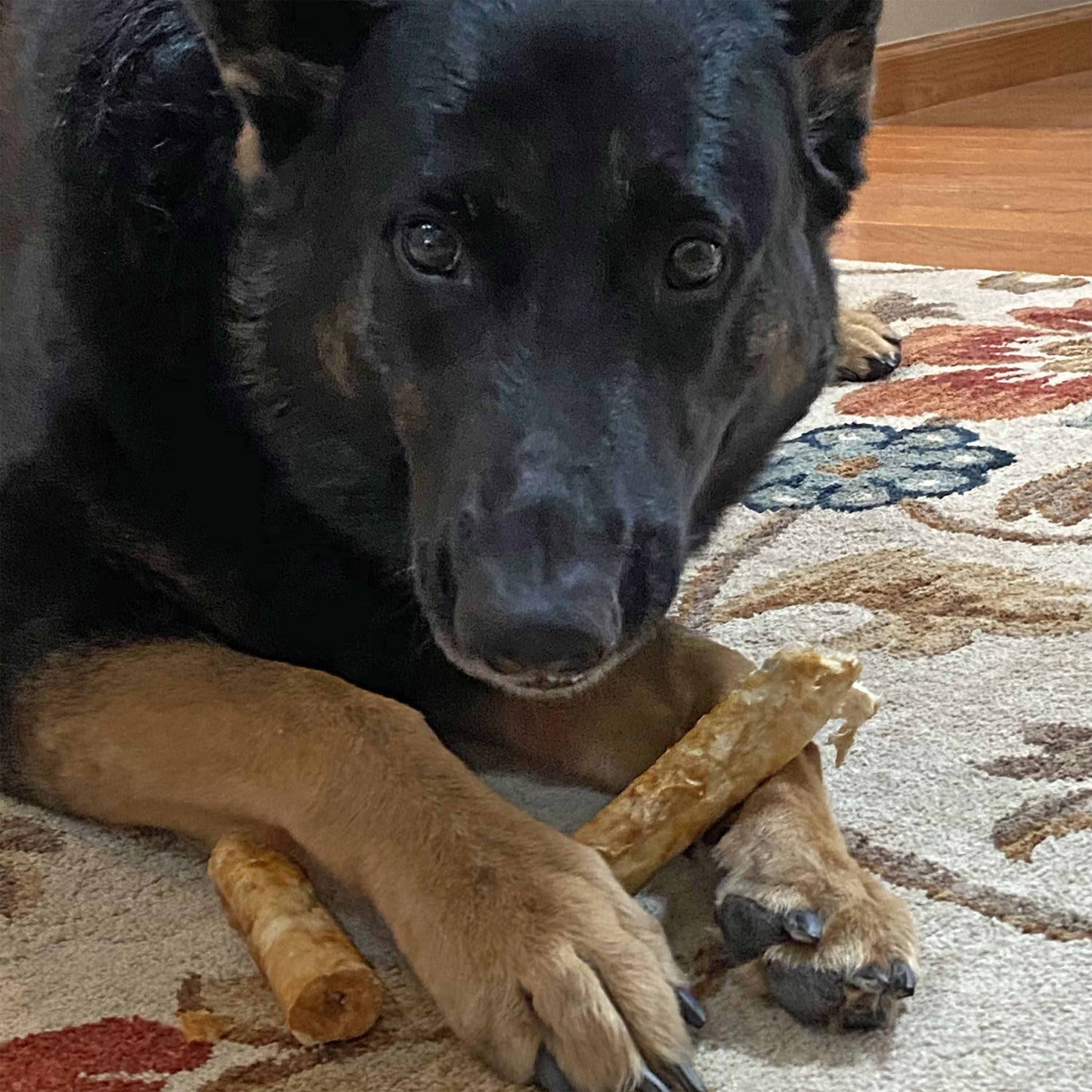 Nothin' to Hide 10" Large Chicken Rolls Dog Chews - 2 Pack