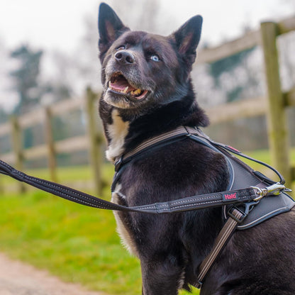 Halti BRIG Safety Dog Lead Black Large