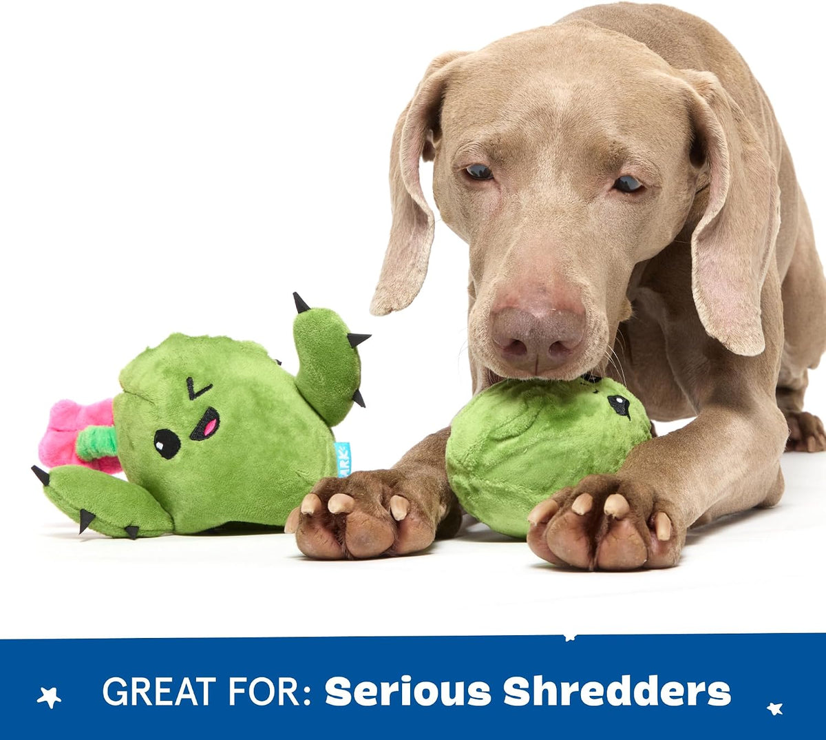 BARK Consuela The Cactus 2 in 1 Interactive Dog Toy