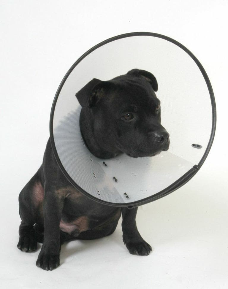 MDC Smart Collar for Dogs