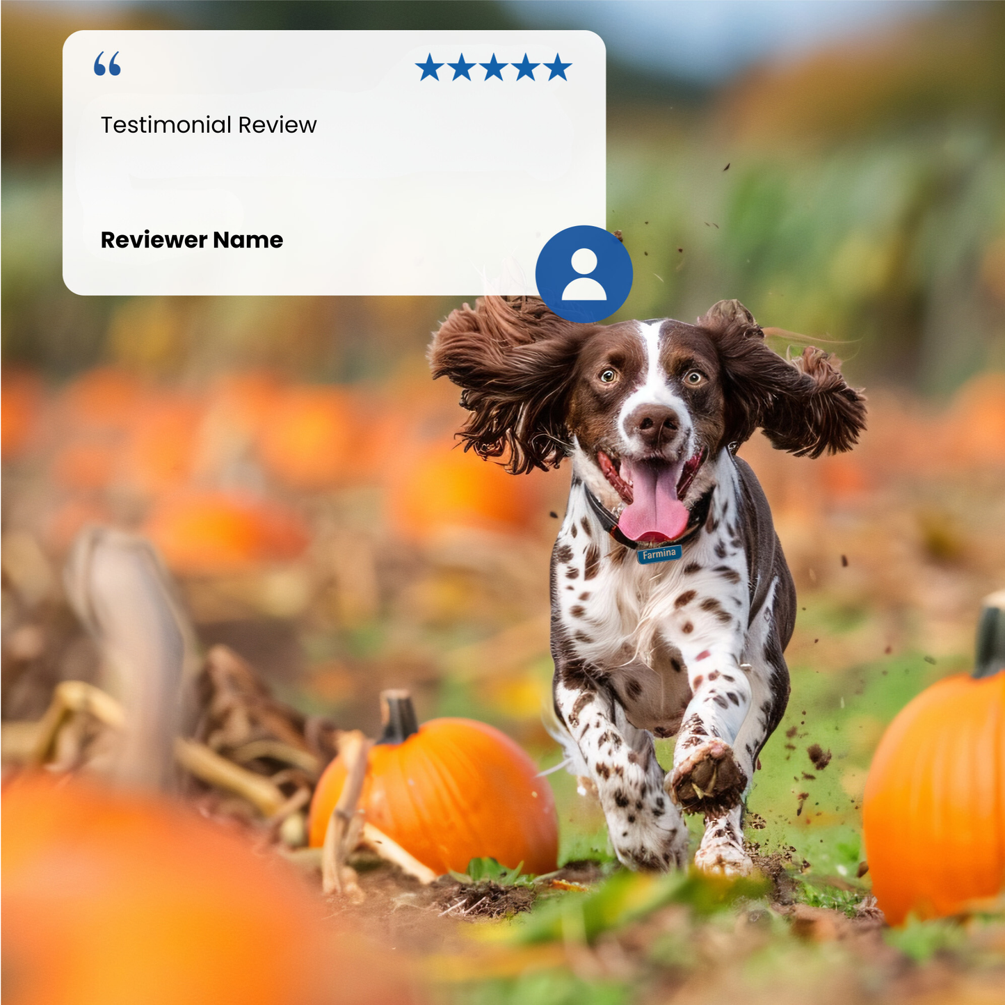 N&D Pumpkin Adult Mini Wet Dog Food - Lamb, Pumpkin & Blueberry