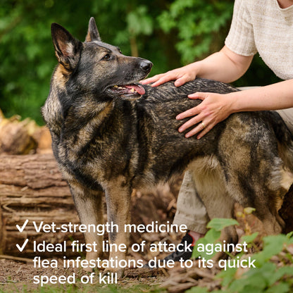 Beaphar Flea Tablets for Medium & Large Dogs (over 11kg)