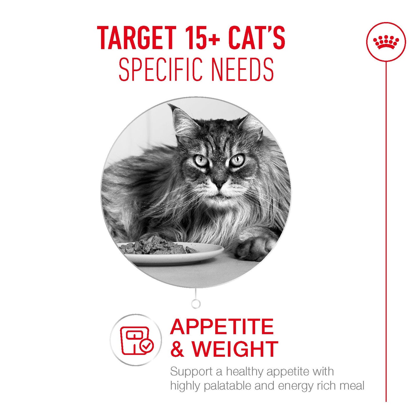 Royal Canin Ageing 15+ Senior Wet Cat Food Chunks In Gravy - 12 x 85g